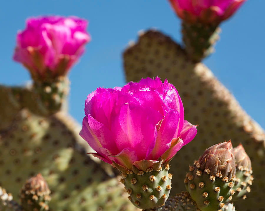 Baja Cactus Scented Freshie Beads